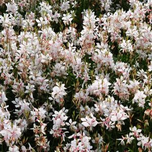 Oenothera lindheimeri 'Whirling Butterflies' (was Gaura) ---